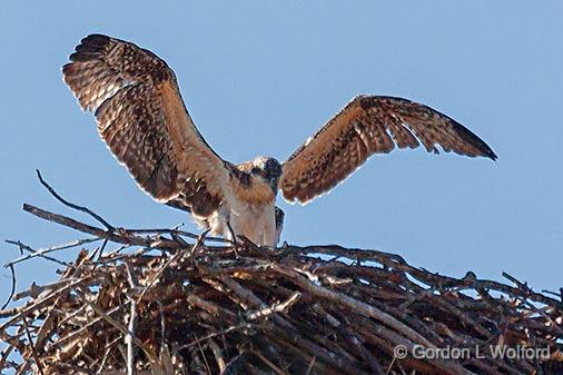 Trying To Fly_27508.jpg - Fledgling Osprey (Pandion haliaetus) photographed at Smiths Falls, Ontario, Canada.